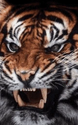 Кошка плащ Майнкрафт — скачать бесплатно