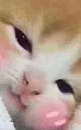 Кошка плащ Майнкрафт — скачать бесплатно