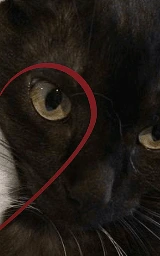Кошка плащ Майнкрафт — скачать бесплатно