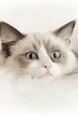Кошка плащ Майнкрафт — скачать бесплатно