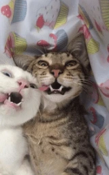 Кошка плащ Майнкрафт — скачать бесплатно