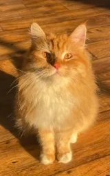 Кошка плащ Майнкрафт — скачать бесплатно