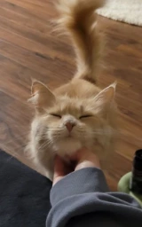 Кошка плащ Майнкрафт — скачать бесплатно