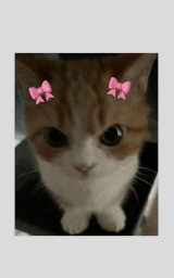 Кошка плащ Майнкрафт — скачать бесплатно