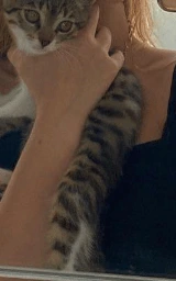 Кошка плащ Майнкрафт — скачать бесплатно