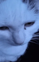Кошка плащ Майнкрафт — скачать бесплатно