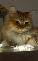 Кошка плащ Майнкрафт — скачать бесплатно
