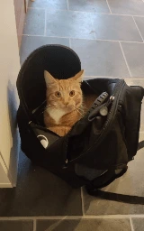 Кошка плащ Майнкрафт — скачать бесплатно