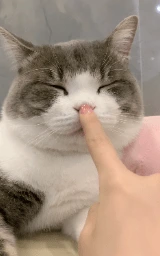 Животное плащ Майнкрафт — скачать бесплатно