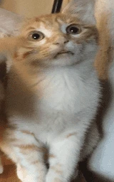 Кошка плащ Майнкрафт — скачать бесплатно