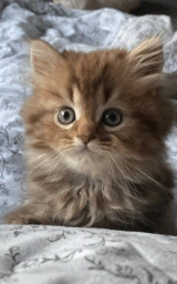 Кошка плащ Майнкрафт — скачать бесплатно