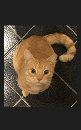 Кошка плащ Майнкрафт — скачать бесплатно