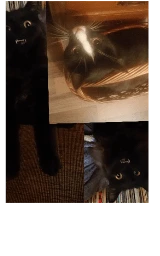 Кошка плащ Майнкрафт — скачать бесплатно