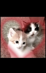 Кошка плащ Майнкрафт — скачать бесплатно