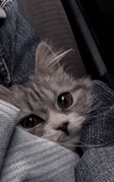Кошка плащ Майнкрафт — скачать бесплатно