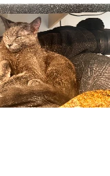 Кошка плащ Майнкрафт — скачать бесплатно