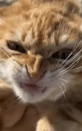Животное плащ Майнкрафт — скачать бесплатно