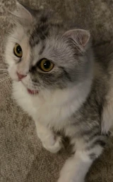 Кошка плащ Майнкрафт — скачать бесплатно