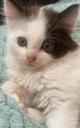 Кошка плащ Майнкрафт — скачать бесплатно