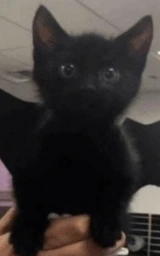 Кошка плащ Майнкрафт — скачать бесплатно