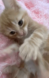 Кошка плащ Майнкрафт — скачать бесплатно