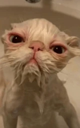 Кошка плащ Майнкрафт — скачать бесплатно