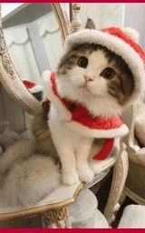 Кошка плащ Майнкрафт — скачать бесплатно