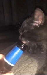 Кошка плащ Майнкрафт — скачать бесплатно
