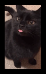 Кошка плащ Майнкрафт — скачать бесплатно