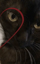 Кошка плащ Майнкрафт — скачать бесплатно