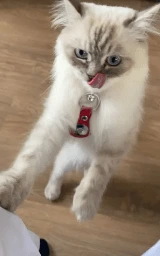 Кошка плащ Майнкрафт — скачать бесплатно
