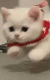 Кошка плащ Майнкрафт — скачать бесплатно
