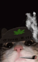 Кошка плащ Майнкрафт — скачать бесплатно
