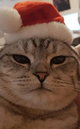 Кошка плащ Майнкрафт — скачать бесплатно