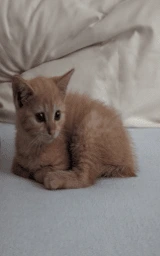 Кошка плащ Майнкрафт — скачать бесплатно