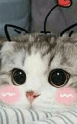Кошка плащ Майнкрафт — скачать бесплатно