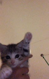 Кошка плащ Майнкрафт — скачать бесплатно