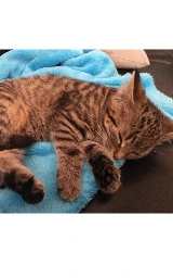 Кошка плащ Майнкрафт — скачать бесплатно