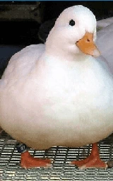Утка плащ Майнкрафт — скачать бесплатно