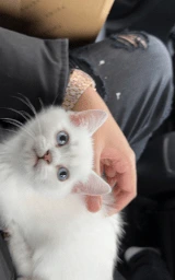 Кошка плащ Майнкрафт — скачать бесплатно