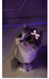 Плащ Майнкрафт «кошка» — скачать бесплатно