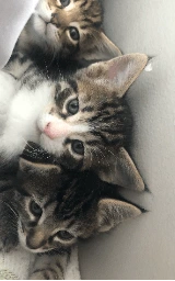 Кошка плащ Майнкрафт — скачать бесплатно