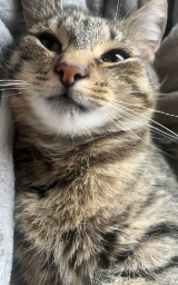Кошка плащ Майнкрафт — скачать бесплатно