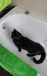 Кошка плащ Майнкрафт — скачать бесплатно