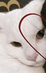 Кошка плащ Майнкрафт — скачать бесплатно