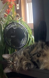 Кошка плащ Майнкрафт — скачать бесплатно