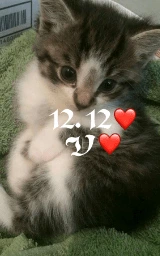Кошка плащ Майнкрафт — скачать бесплатно