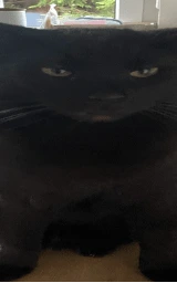 Кошка плащ Майнкрафт — скачать бесплатно