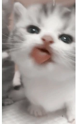 Кошка плащ Майнкрафт — скачать бесплатно