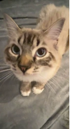 Кошка плащ Майнкрафт — скачать бесплатно